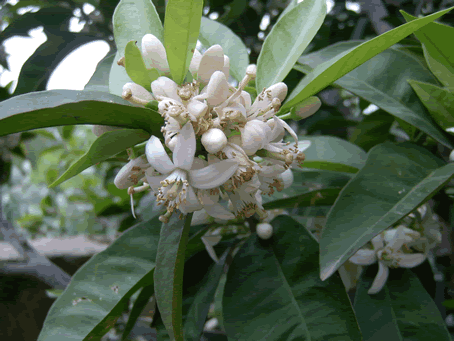 Orange Blossom 2