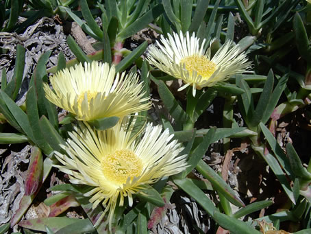 cactus pale yellow