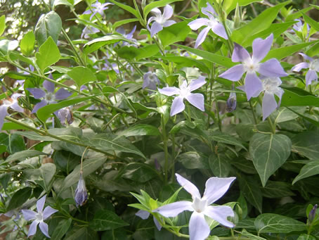 Blue star shrub