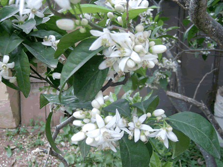 Orange Blossom 1