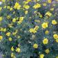 Yellow wild flowers