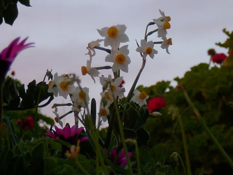 narcissi prearing for the night