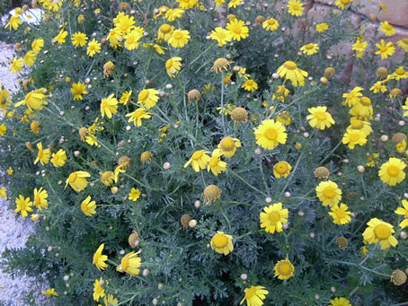 Yellow wild flowers