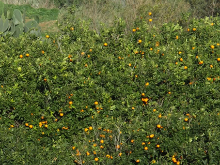 Orange Groves