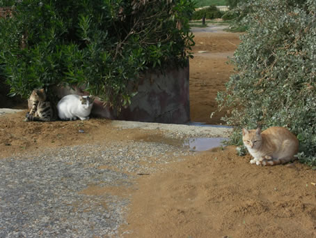 Ramla Bay in winter 07 (10)