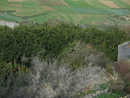 Orange Groves (2)