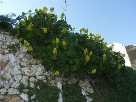 Cactus plant in flower (2)