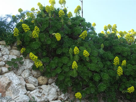 Cactus plant in flower