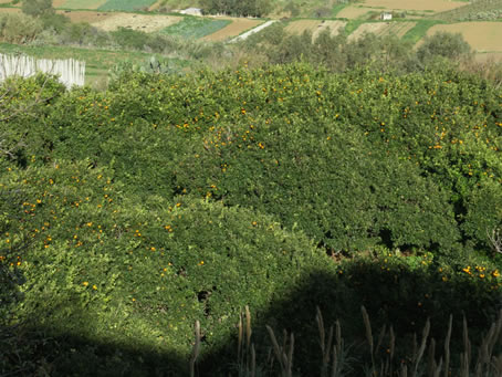 Orange Groves (1)