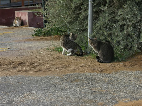 Ramla Bay in winter 07 (11)