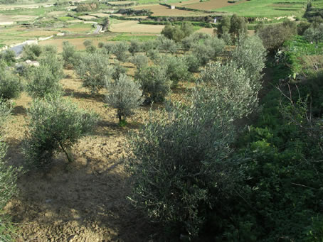 Olive trees on Ramla slope