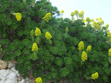 Cactus plant in flower (1)