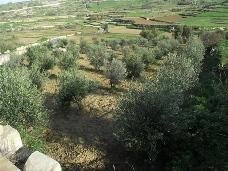 Olive trees on Ramla slope (1)