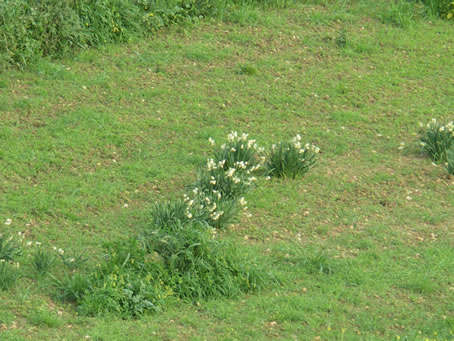 A4 Narcissus at Tal-Qacca