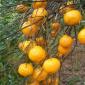 Mandarines