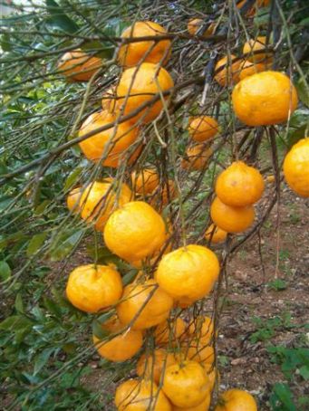 Mandarines