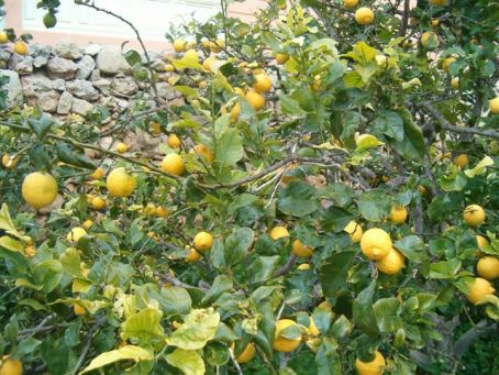 lemons (1)