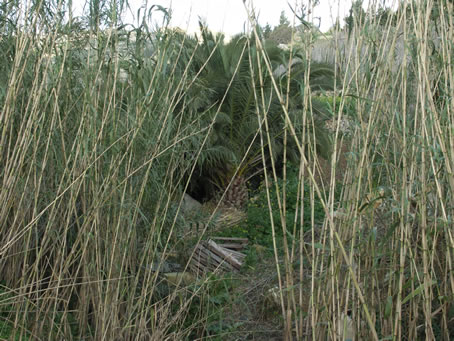 A2 Reeds protect palm tree