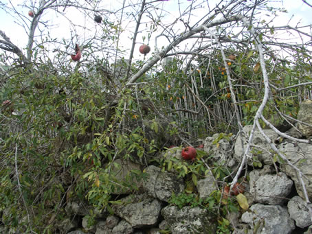 B6 unpicked pomegranates