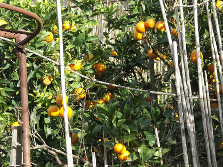 C6 orange coloured groves