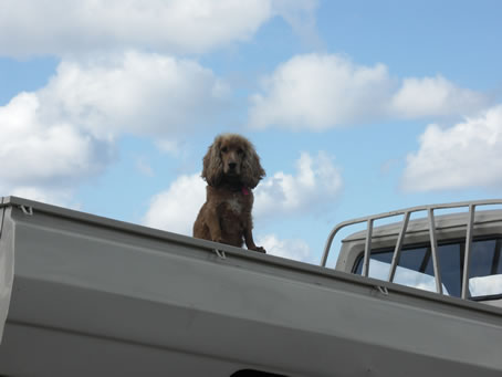 B1 Mr Spaniel watches over orange groves