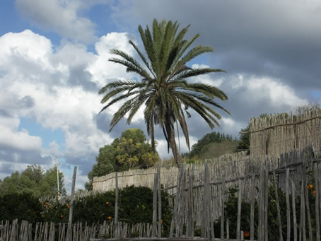 A5 old palm tree dominates valley