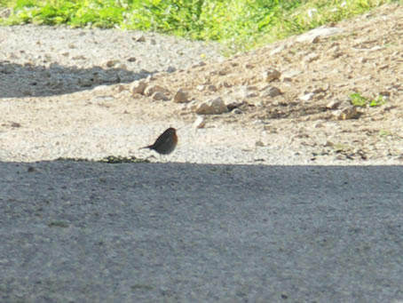 B8 Robin making early morning round on ground